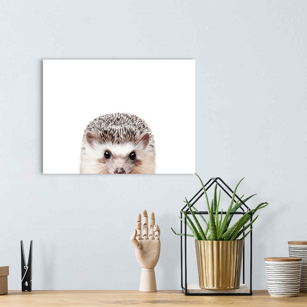 A bohemian room featuring Peeking Hedgehog