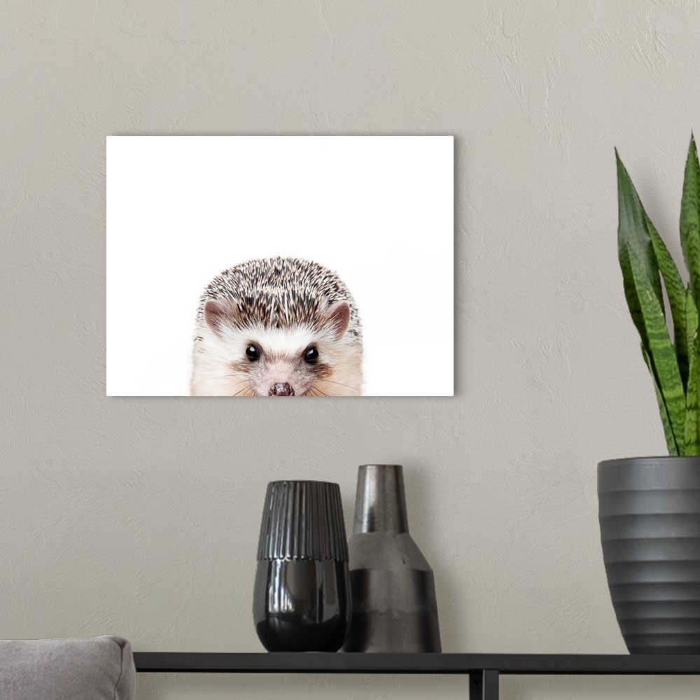 A modern room featuring Peeking Hedgehog