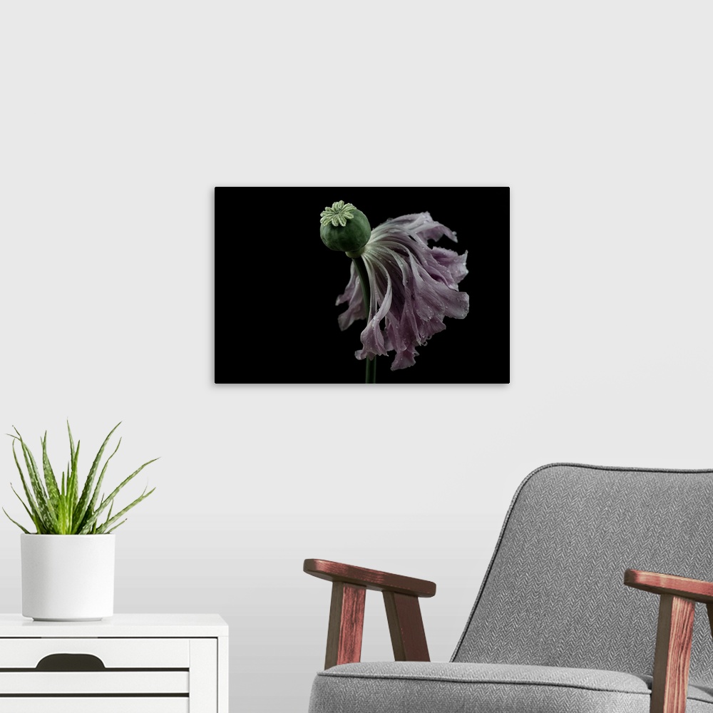 A modern room featuring Peony Poppy - Undressing