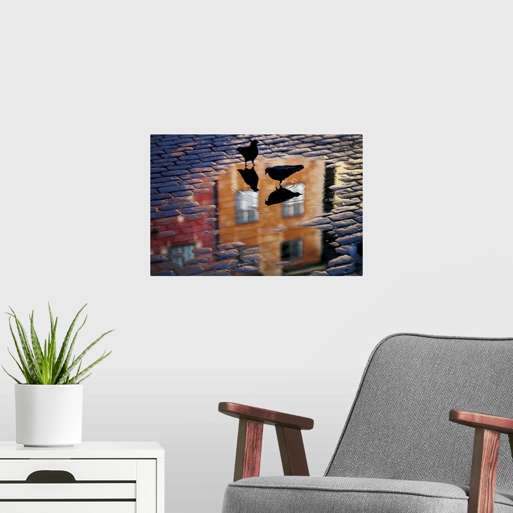 A modern room featuring Two pigeons stand in a shallow puddle in a cobblestone street, looking at their reflections and t...