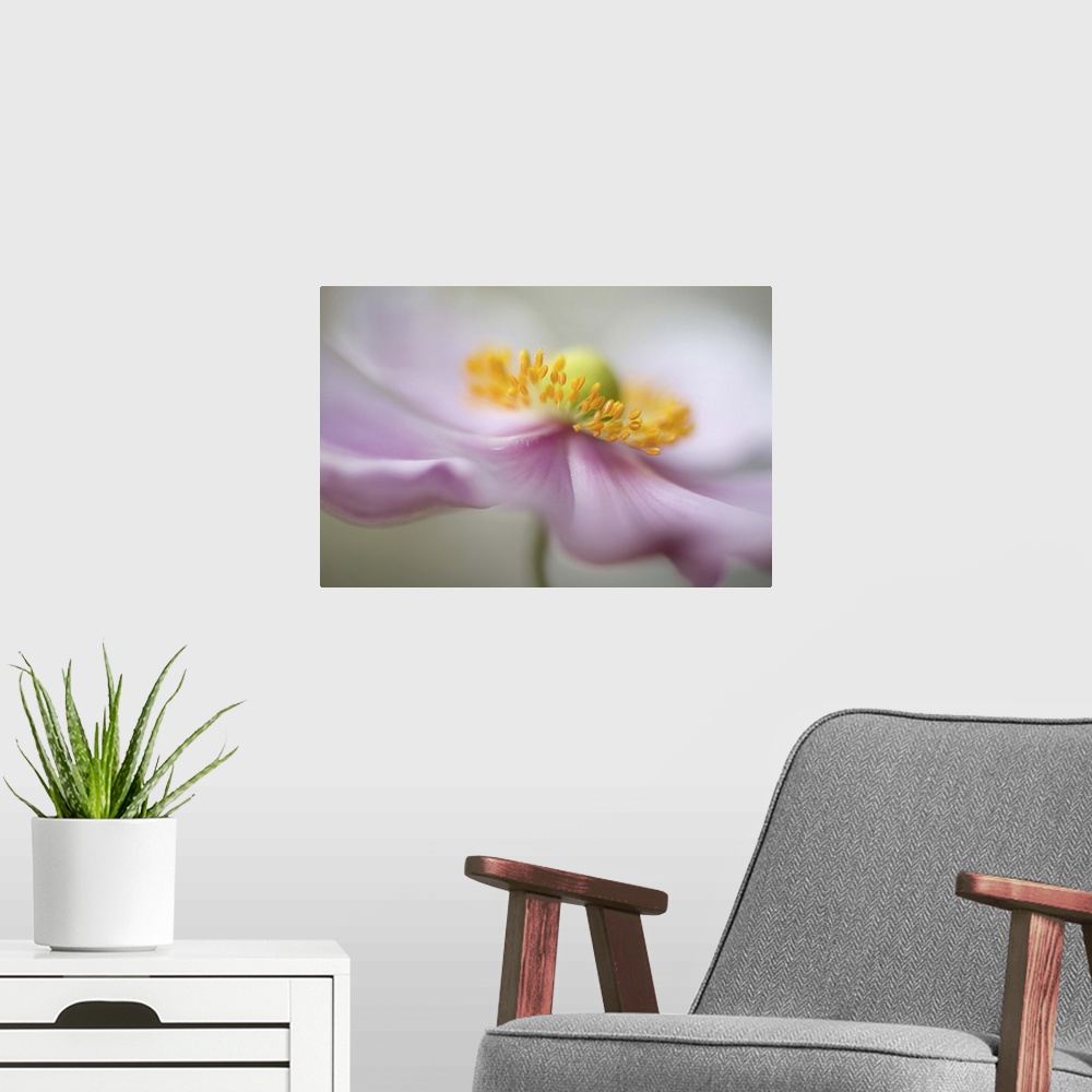A modern room featuring Extreme close-up of a pink flower, with a bright yellow center.