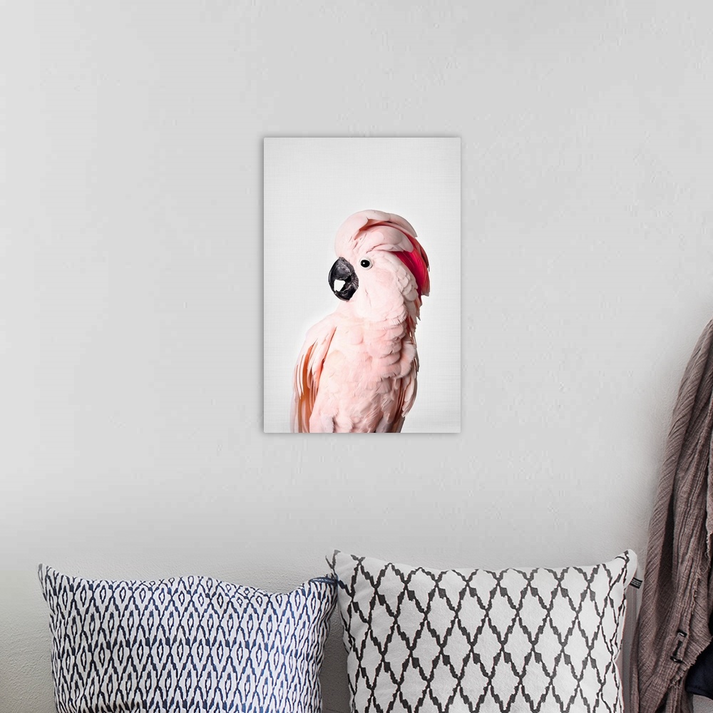 A bohemian room featuring Pink Cockatoo