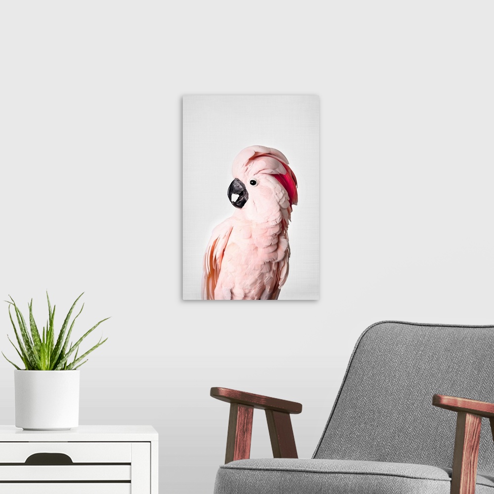 A modern room featuring Pink Cockatoo