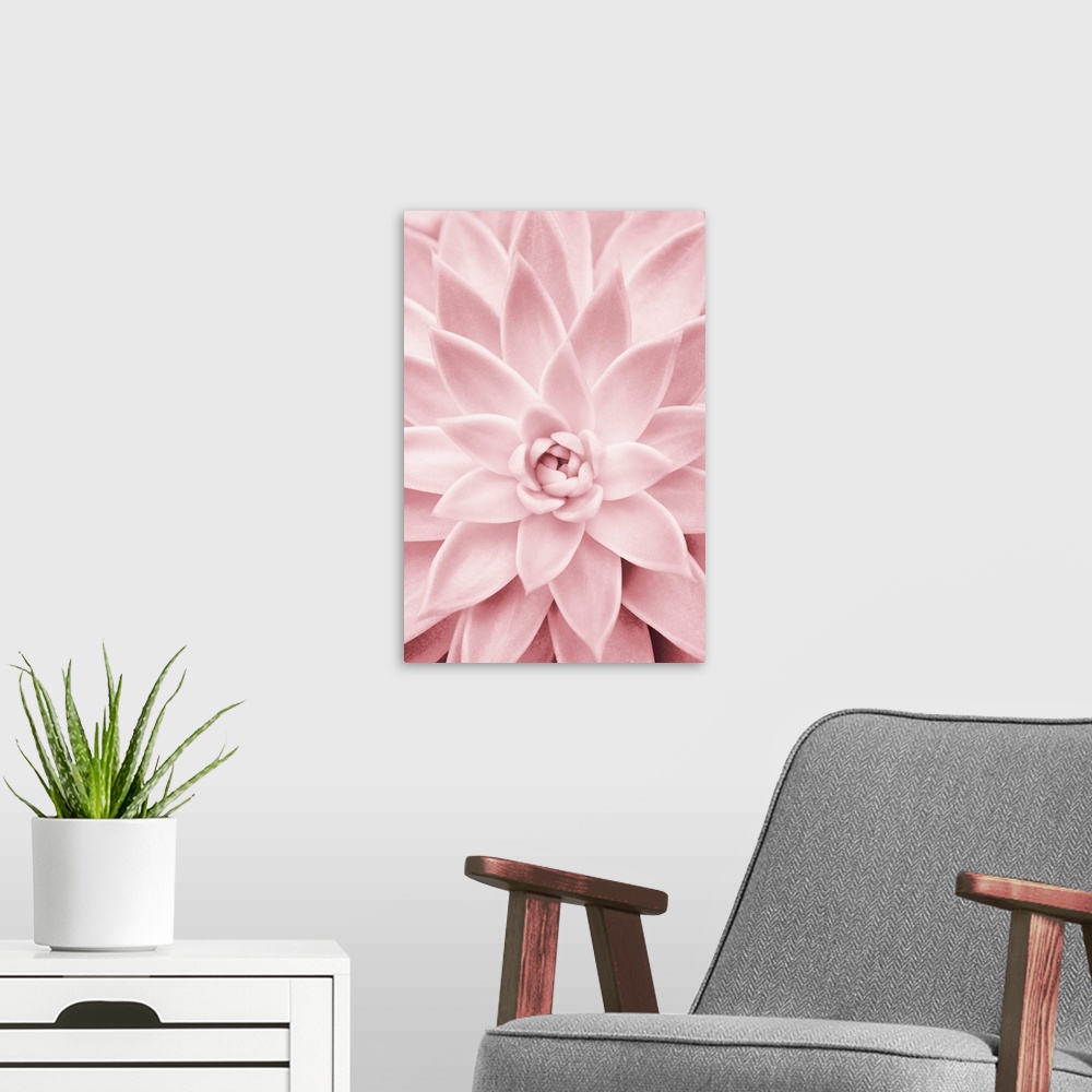 A modern room featuring Pink Succulent