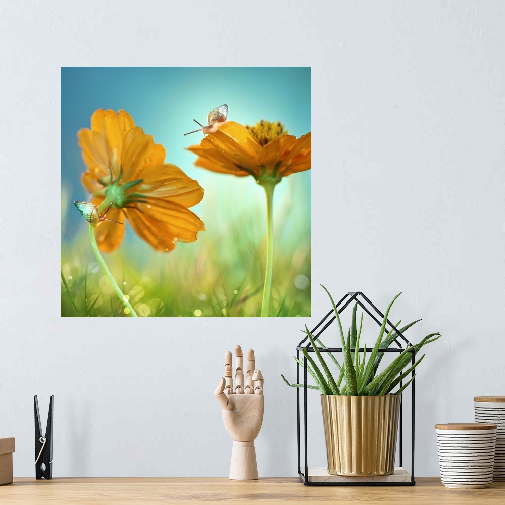 A bohemian room featuring Two snails crawling on two orange flowers in the grass.