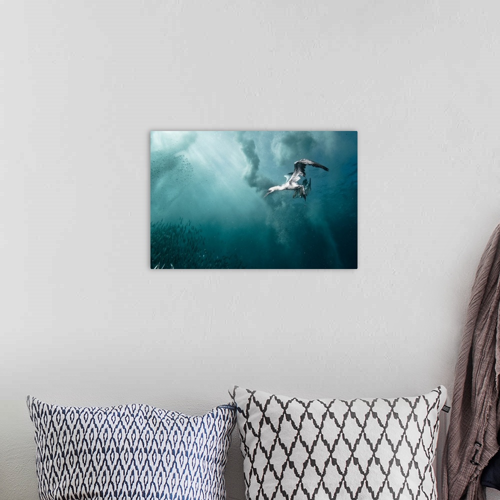 A bohemian room featuring A gannet dives underwater to catch some fish, South Africa.