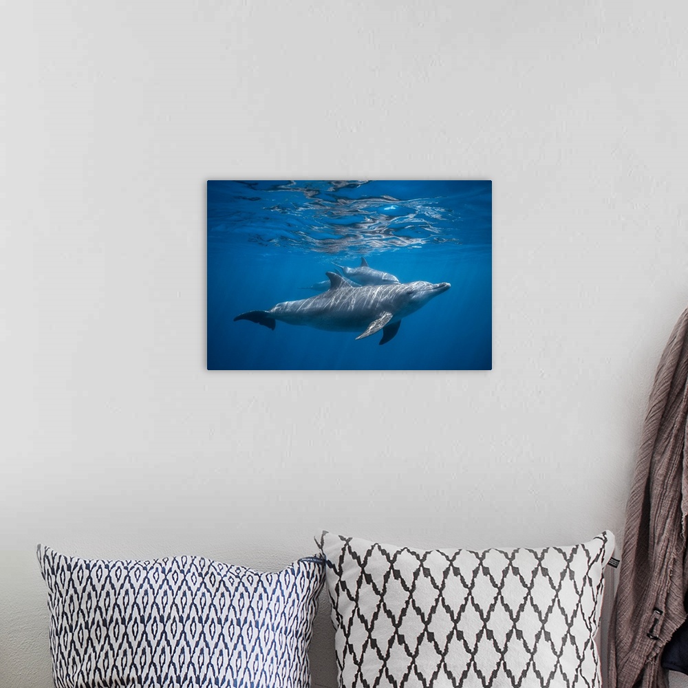 A bohemian room featuring Un groupe de dauphin tursiops aduncus dans le lagon de Mayottte.