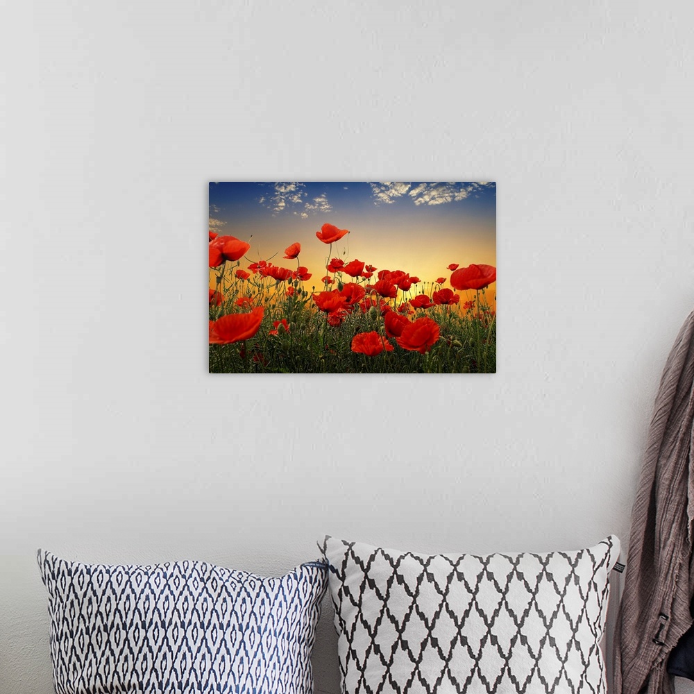 A bohemian room featuring Poppies