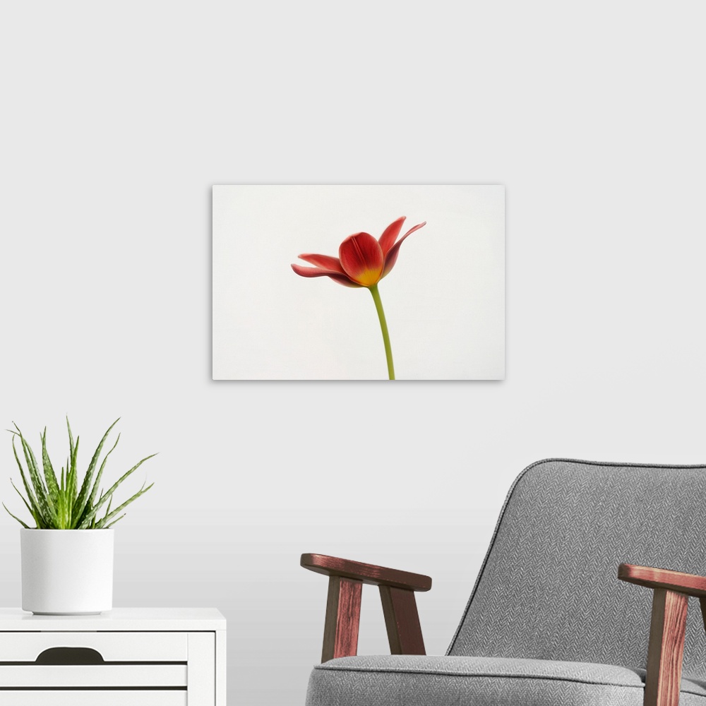 A modern room featuring Portrait Of A Tulip