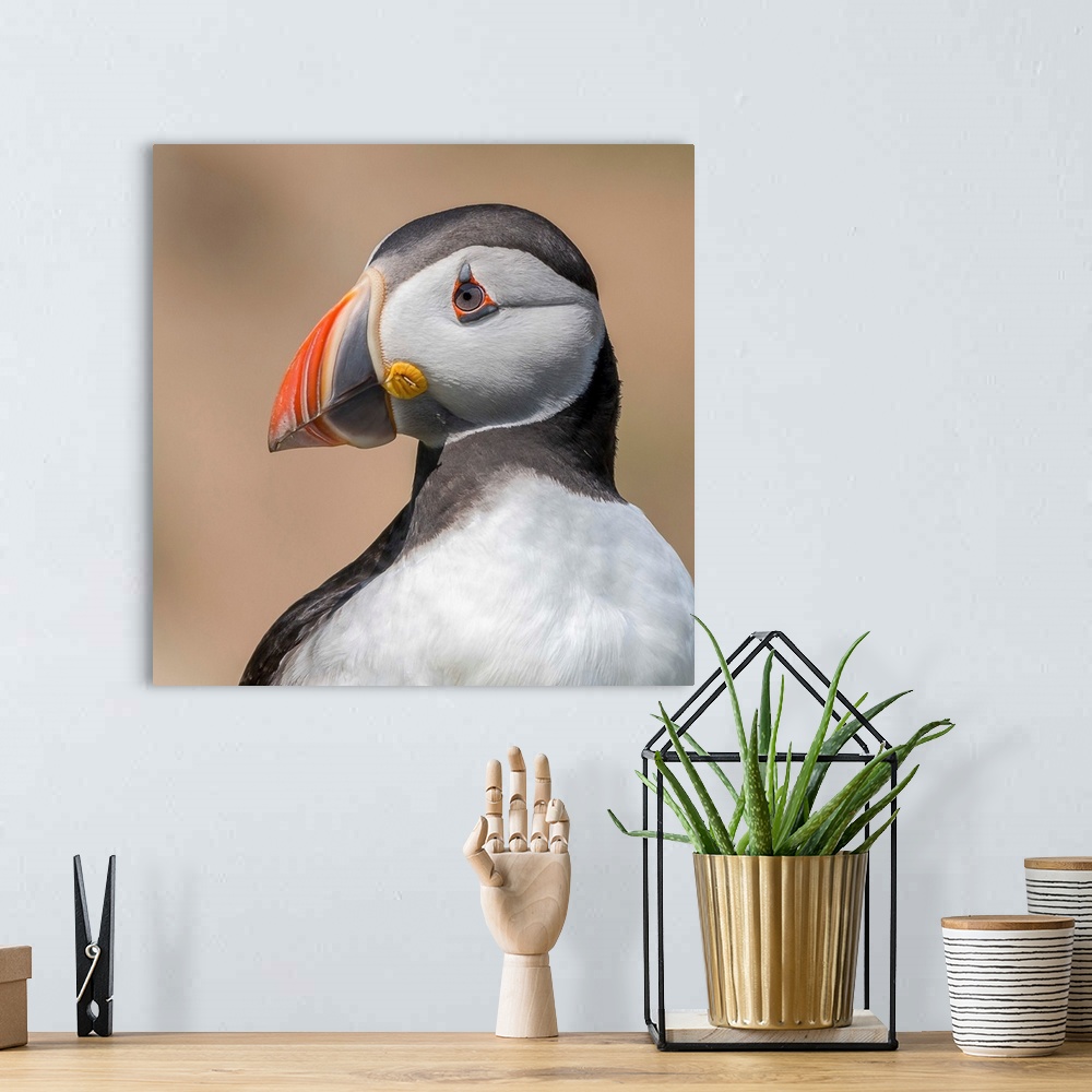 A bohemian room featuring A portrait of a puffin close-up.