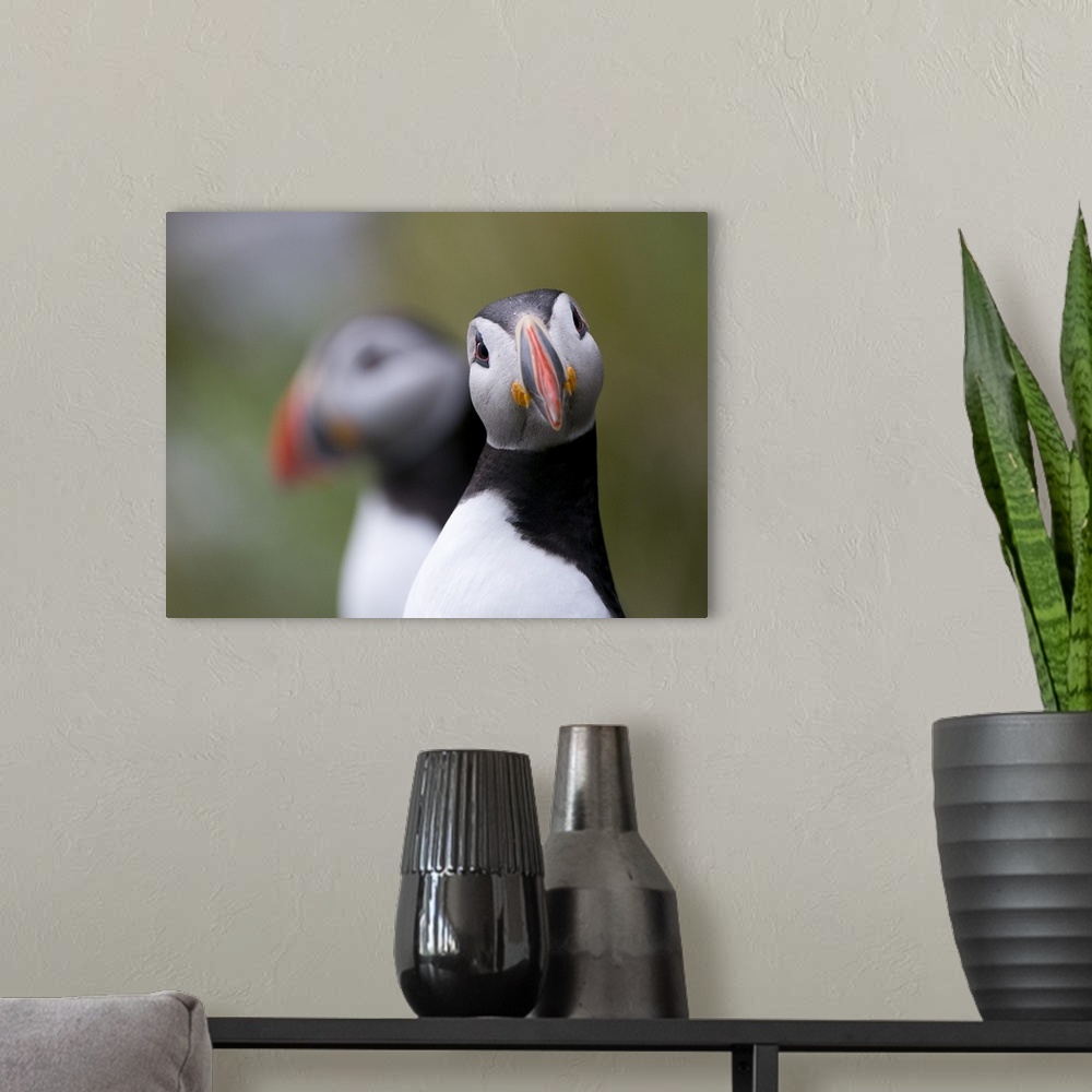 A modern room featuring A cute Atlantic Puffin looking straight ahead.