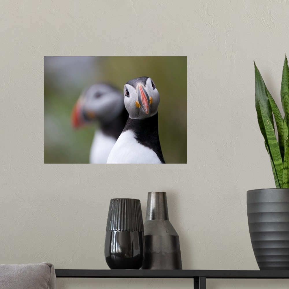 A modern room featuring A cute Atlantic Puffin looking straight ahead.