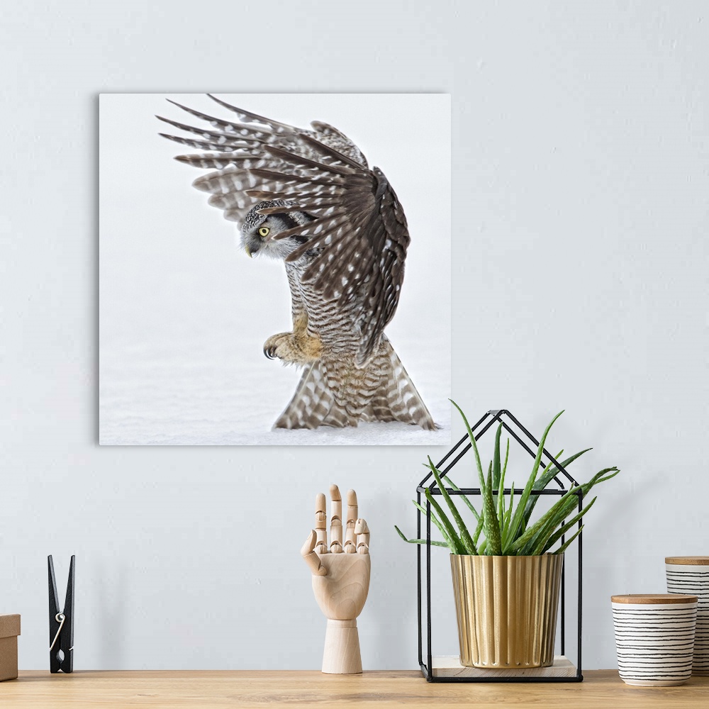 A bohemian room featuring Portrait of an owl landing to the ground with its talons ready to open.