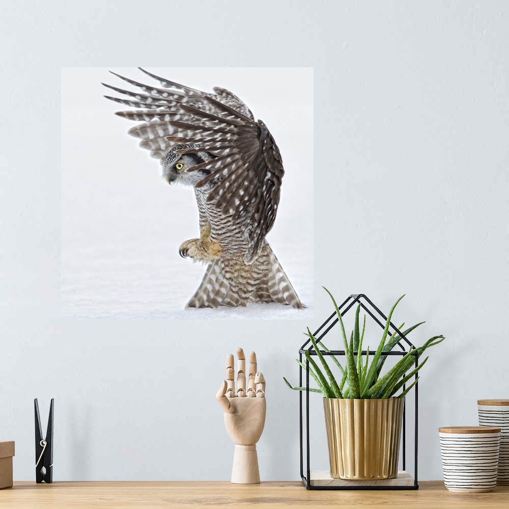 A bohemian room featuring Portrait of an owl landing to the ground with its talons ready to open.