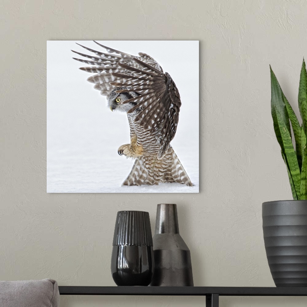 A modern room featuring Portrait of an owl landing to the ground with its talons ready to open.