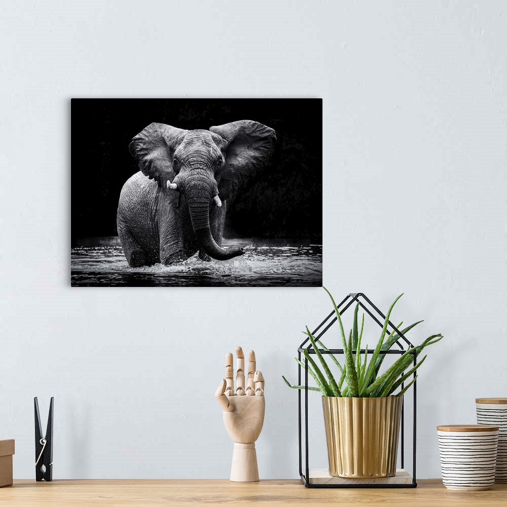 A bohemian room featuring Black and white photograph of an elephant cooling off in water and spraying out of its trunk.