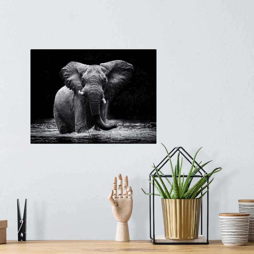 A bohemian room featuring Black and white photograph of an elephant cooling off in water and spraying out of its trunk.