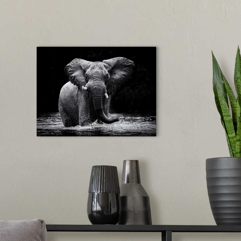 A modern room featuring Black and white photograph of an elephant cooling off in water and spraying out of its trunk.
