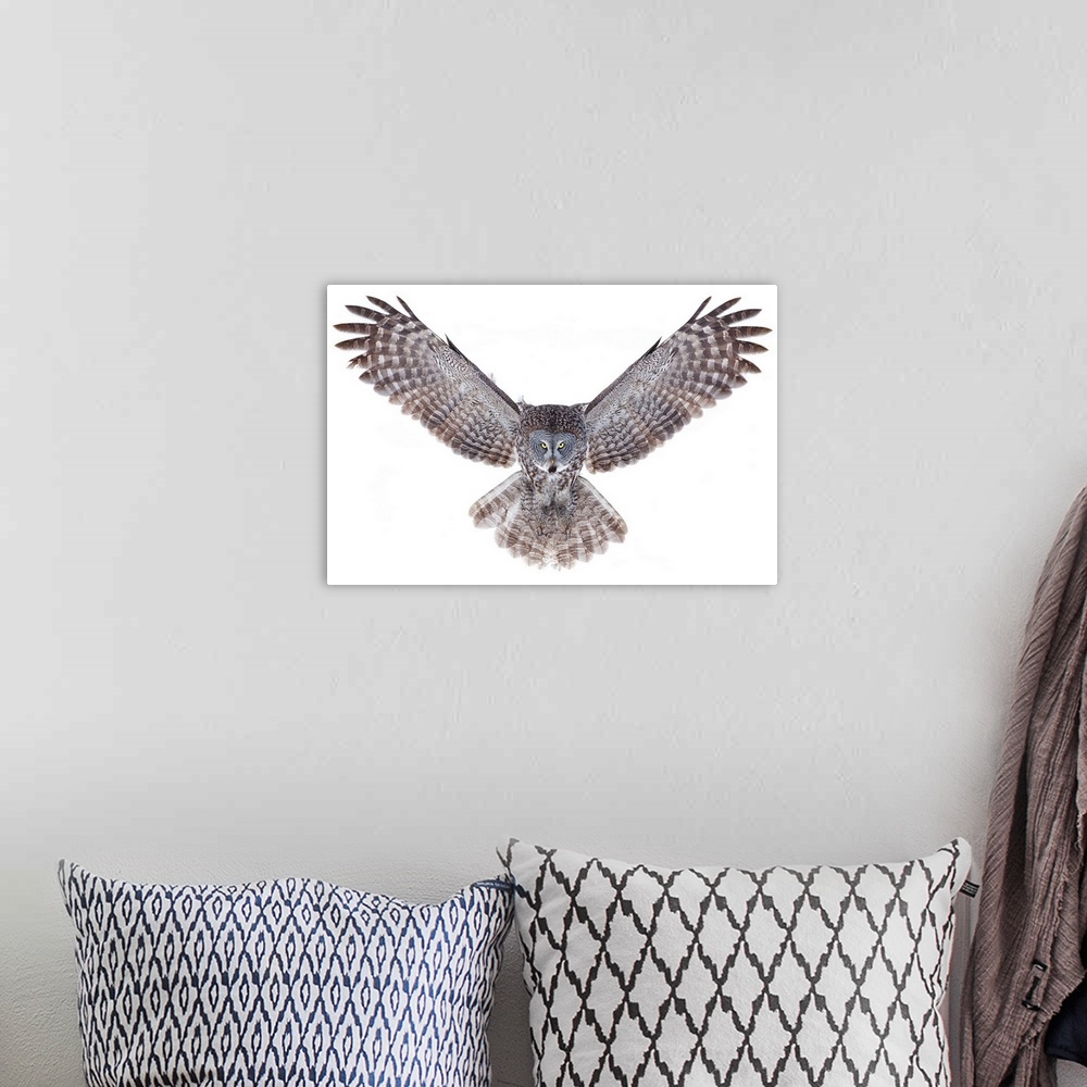 A bohemian room featuring Power - Great Grey Owl