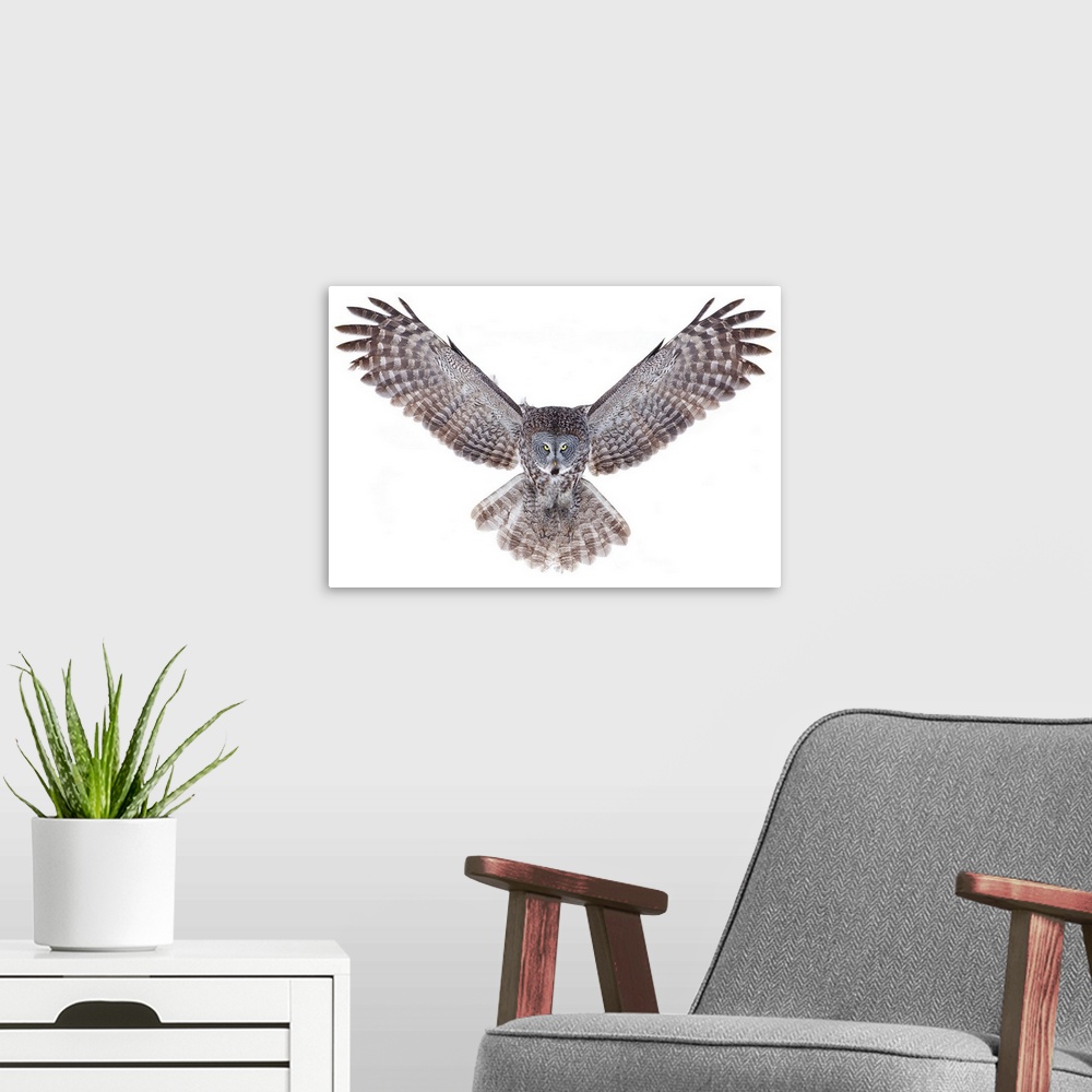 A modern room featuring Power - Great Grey Owl