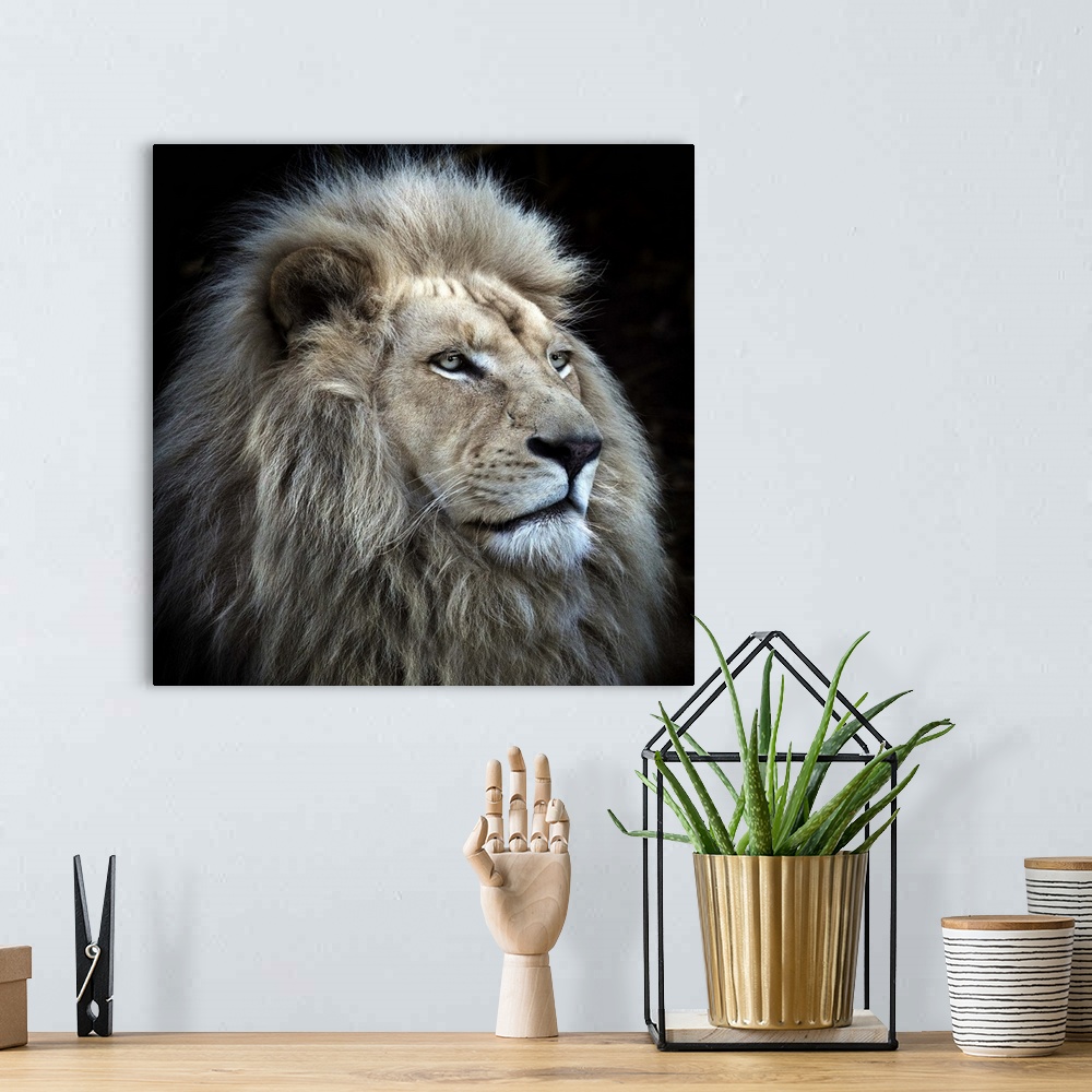 A bohemian room featuring Portrait of a majestic male lion.