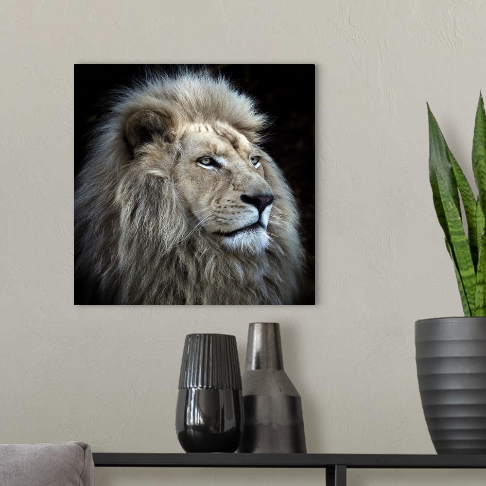 A modern room featuring Portrait of a majestic male lion.