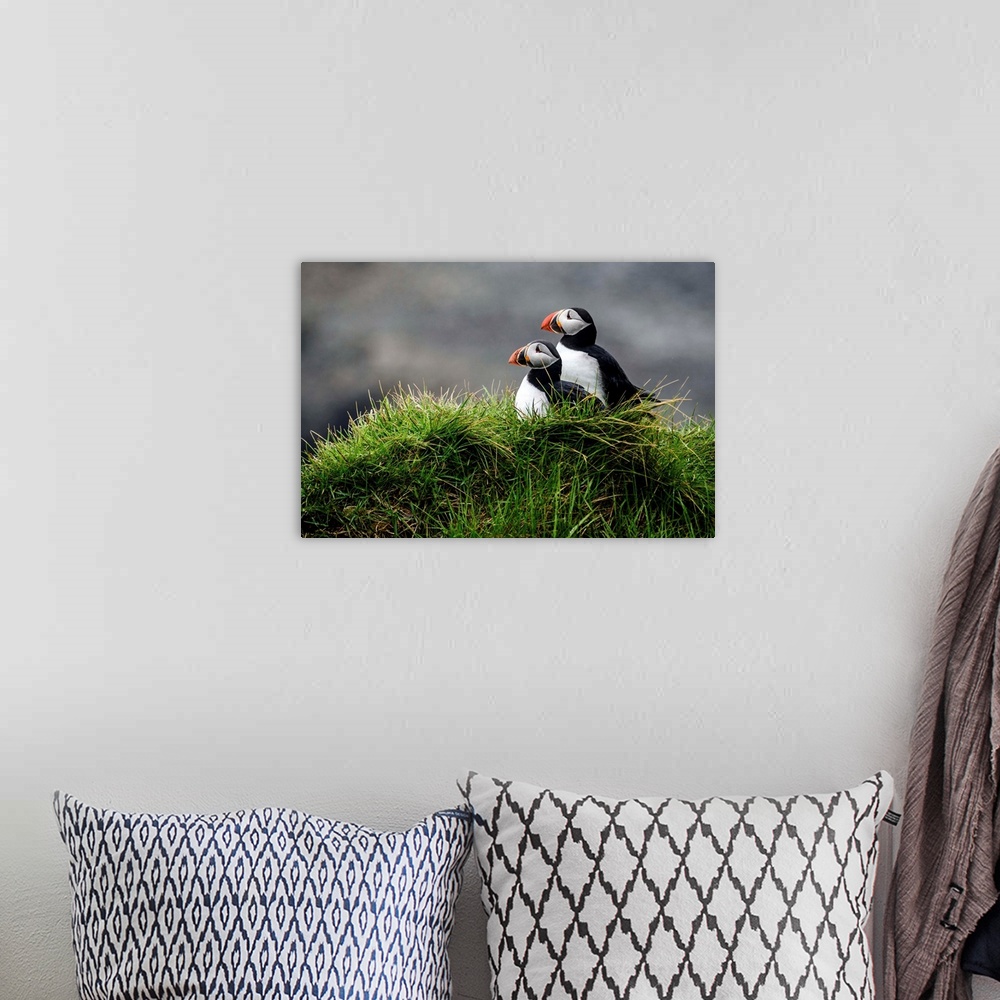 A bohemian room featuring Photograph of two puffins resting in the lush green grass in Iceland.
