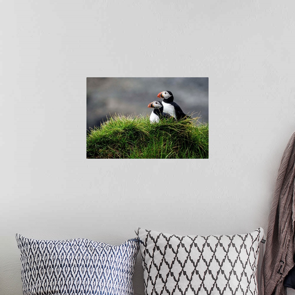 A bohemian room featuring Photograph of two puffins resting in the lush green grass in Iceland.