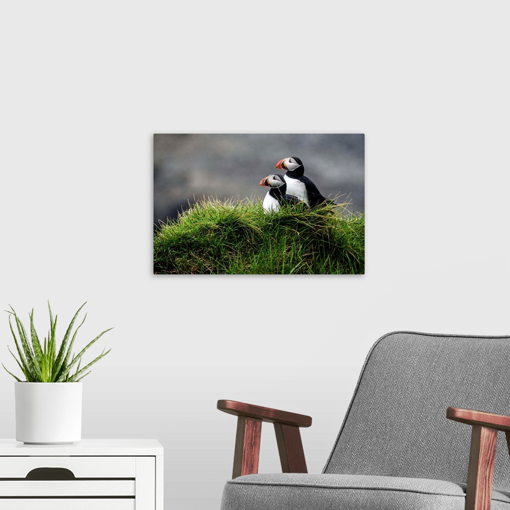 A modern room featuring Photograph of two puffins resting in the lush green grass in Iceland.