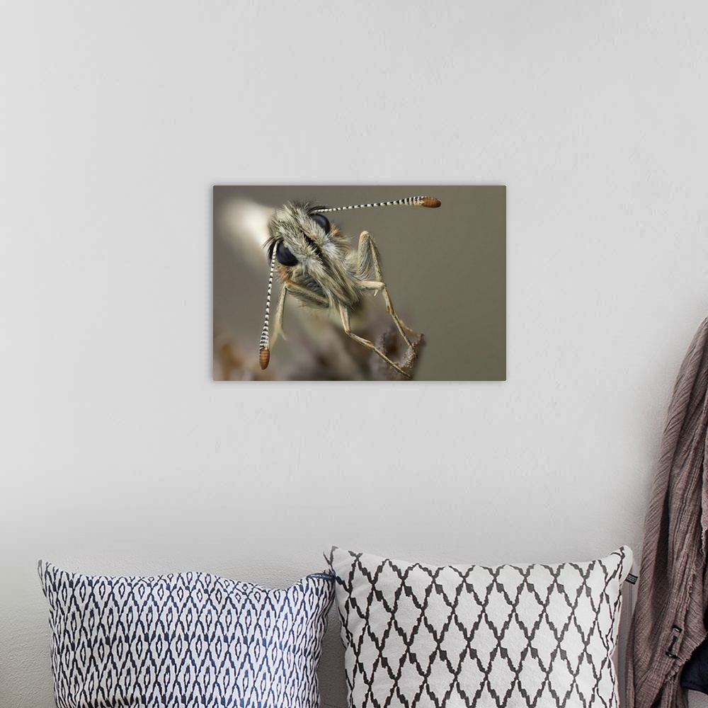 A bohemian room featuring Macro image of the eyes and antennae of a large grizzled skipper.