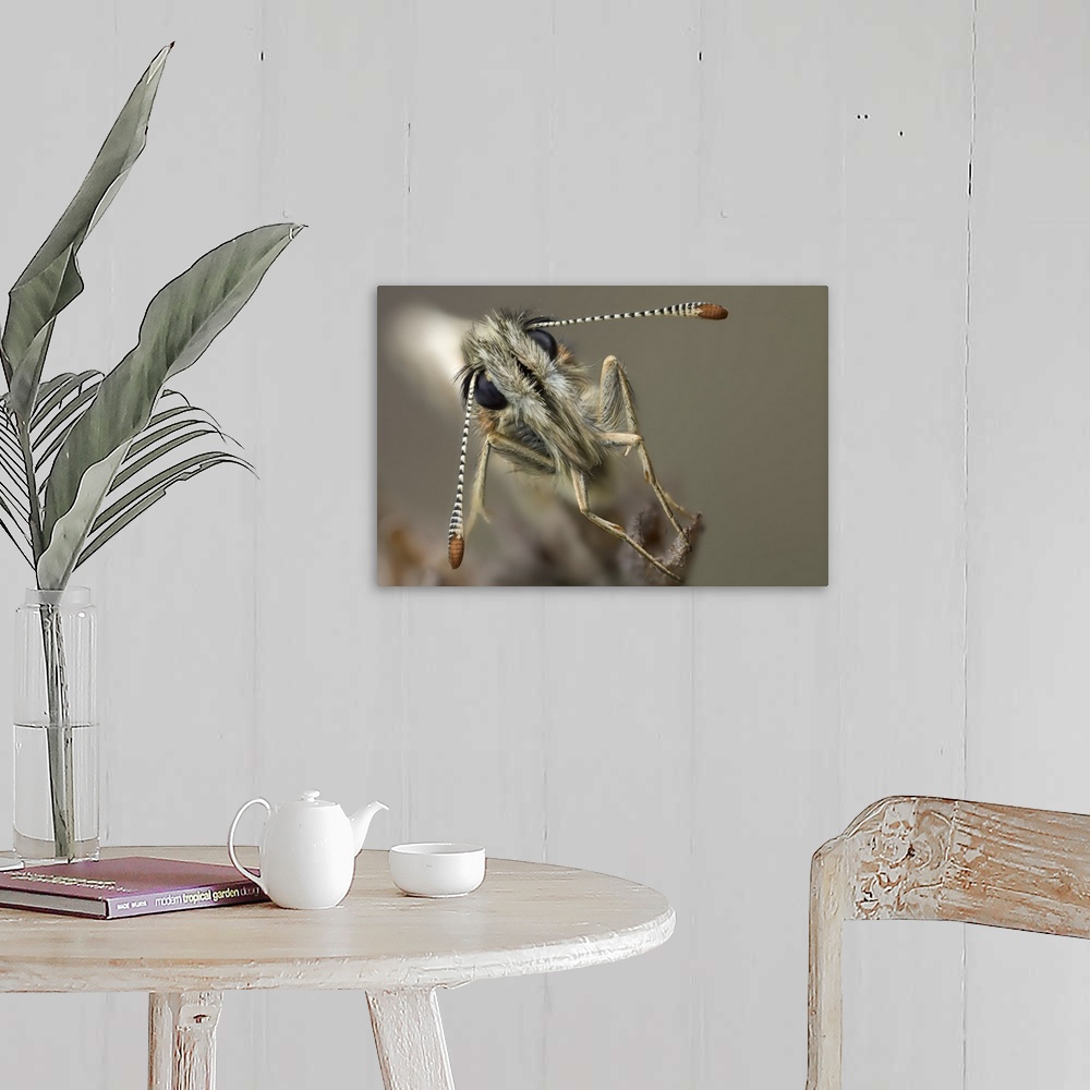A farmhouse room featuring Macro image of the eyes and antennae of a large grizzled skipper.