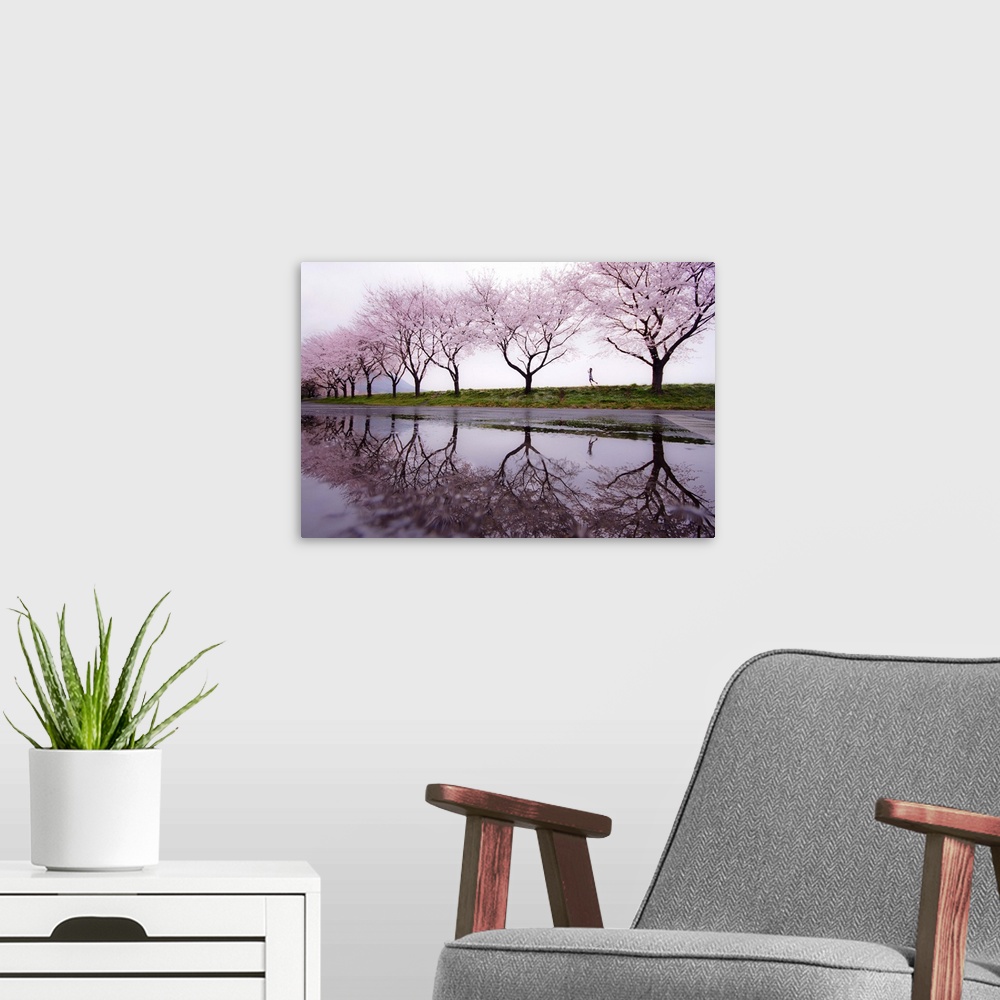 A modern room featuring Girl skipping along the edge of a pond lined with blooming cherry trees, Japan.