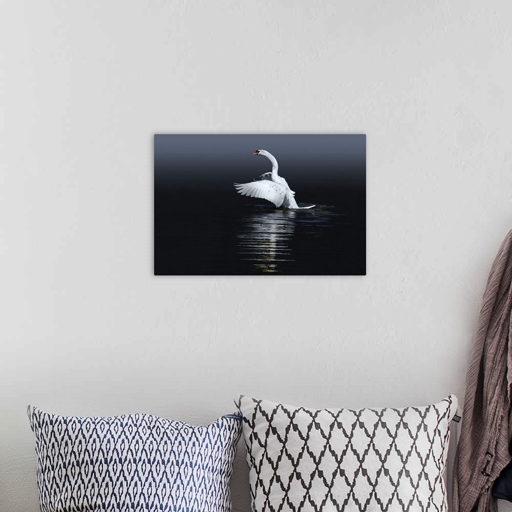 A bohemian room featuring A Mute Swan flaps its wings, preparing to take off from the water.