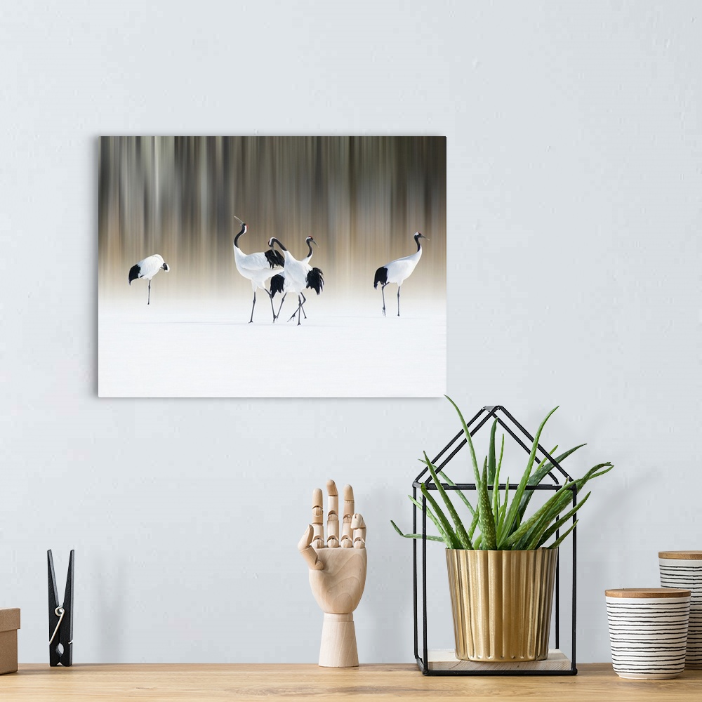 A bohemian room featuring Red-Crested White Cranes