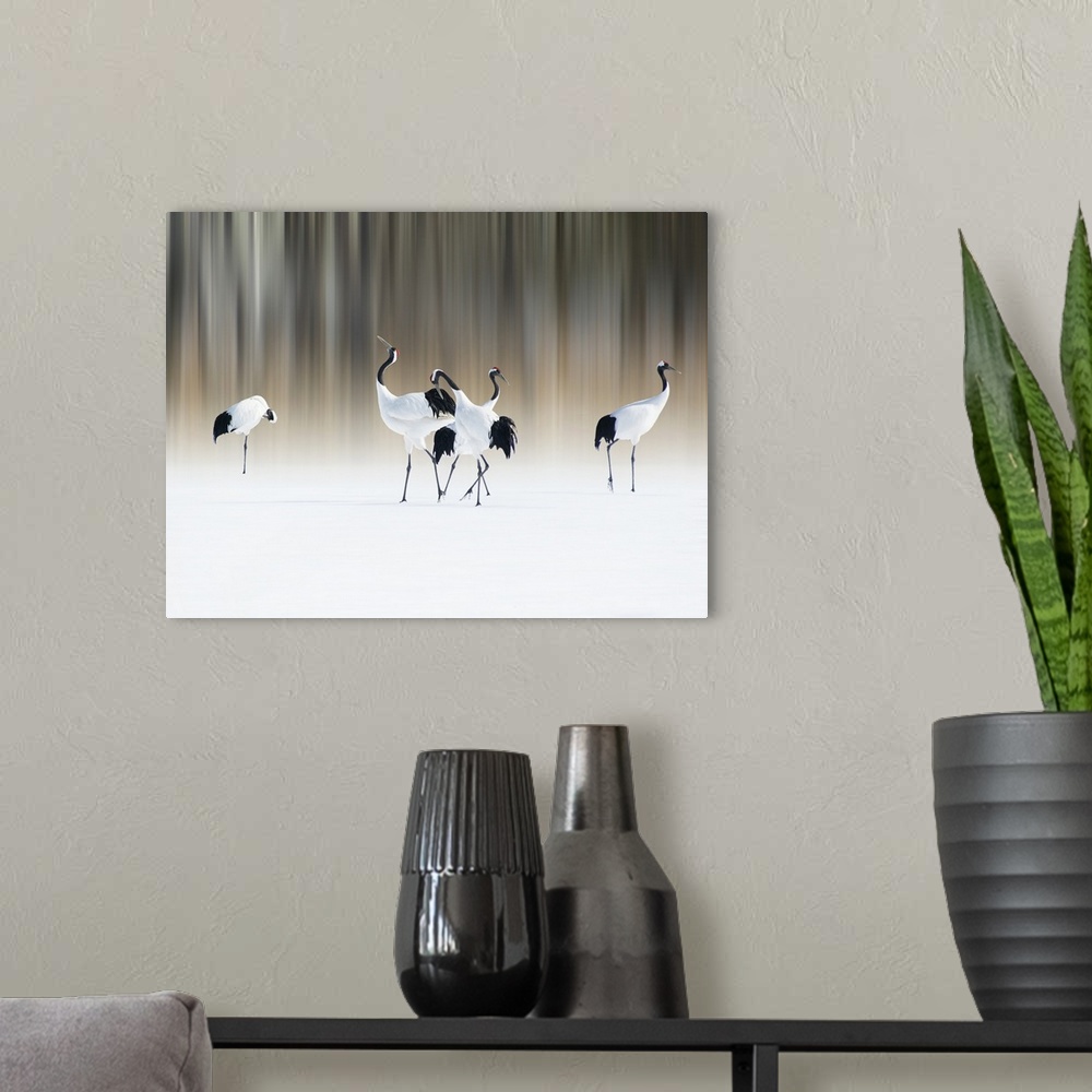 A modern room featuring Red-Crested White Cranes