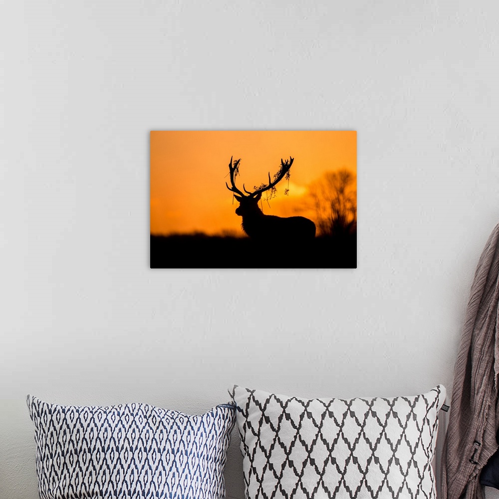 A bohemian room featuring Red Deer Stag Silhouette