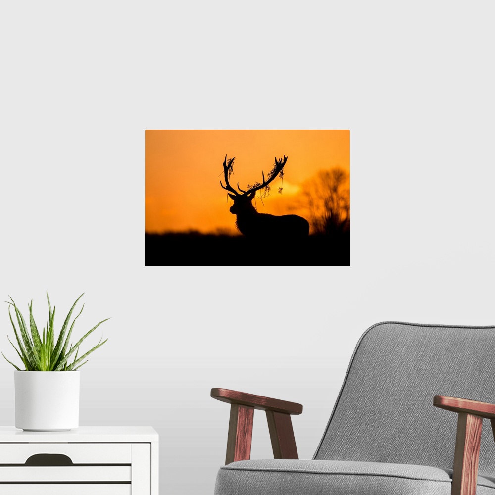 A modern room featuring Red Deer Stag Silhouette