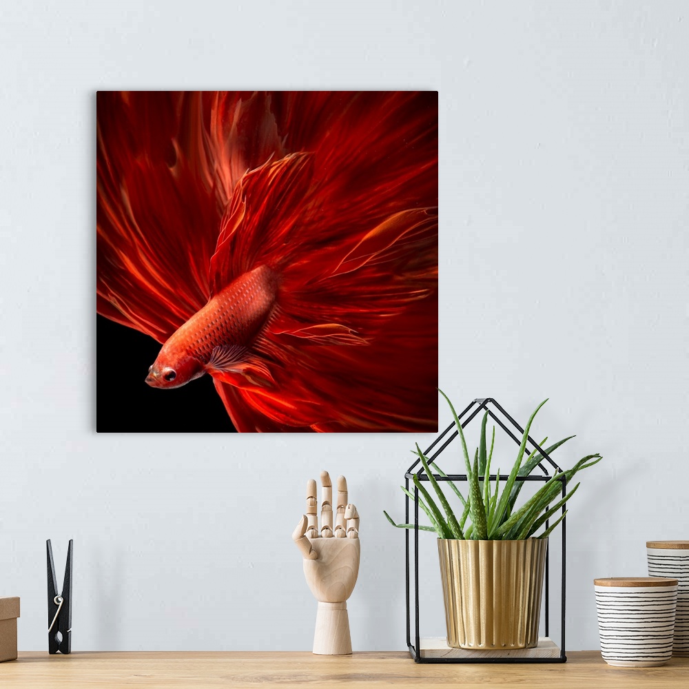 A bohemian room featuring Red Fire Bettafish