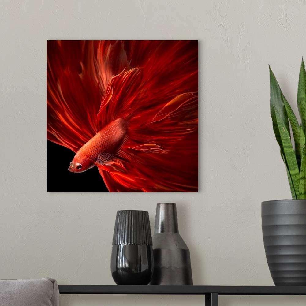 A modern room featuring Red Fire Bettafish