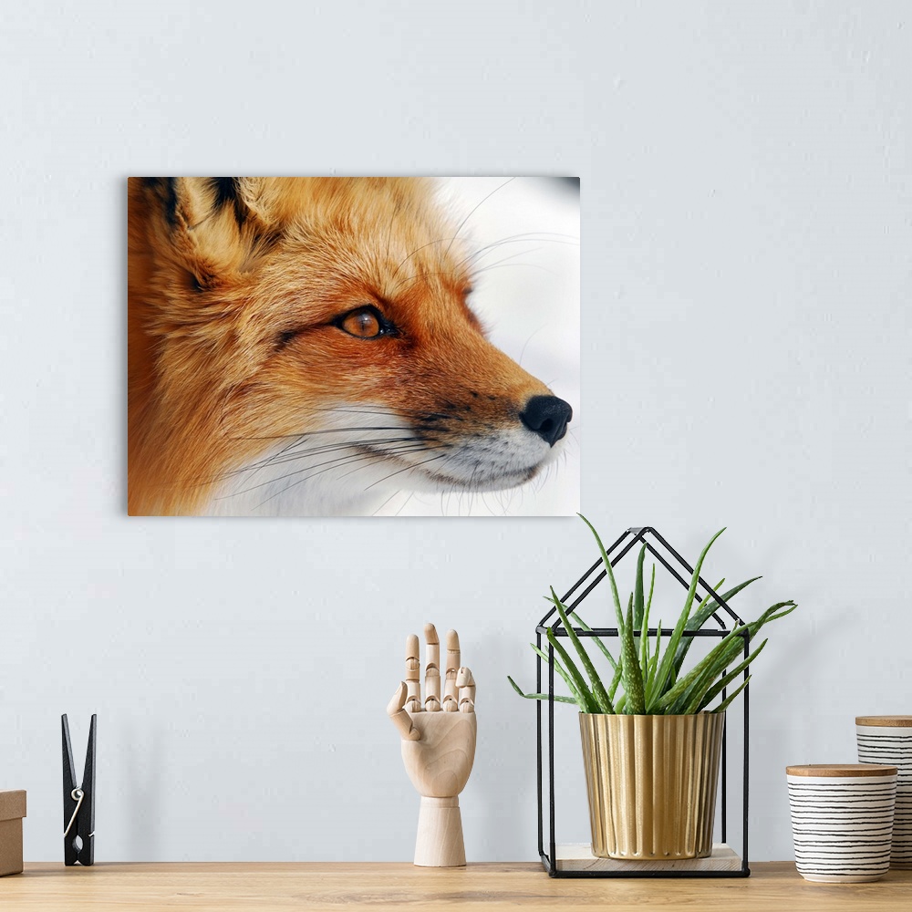 A bohemian room featuring Close up portrait of a red fox.