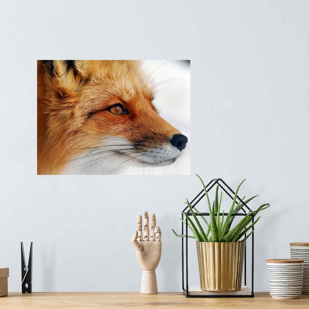 A bohemian room featuring Close up portrait of a red fox.