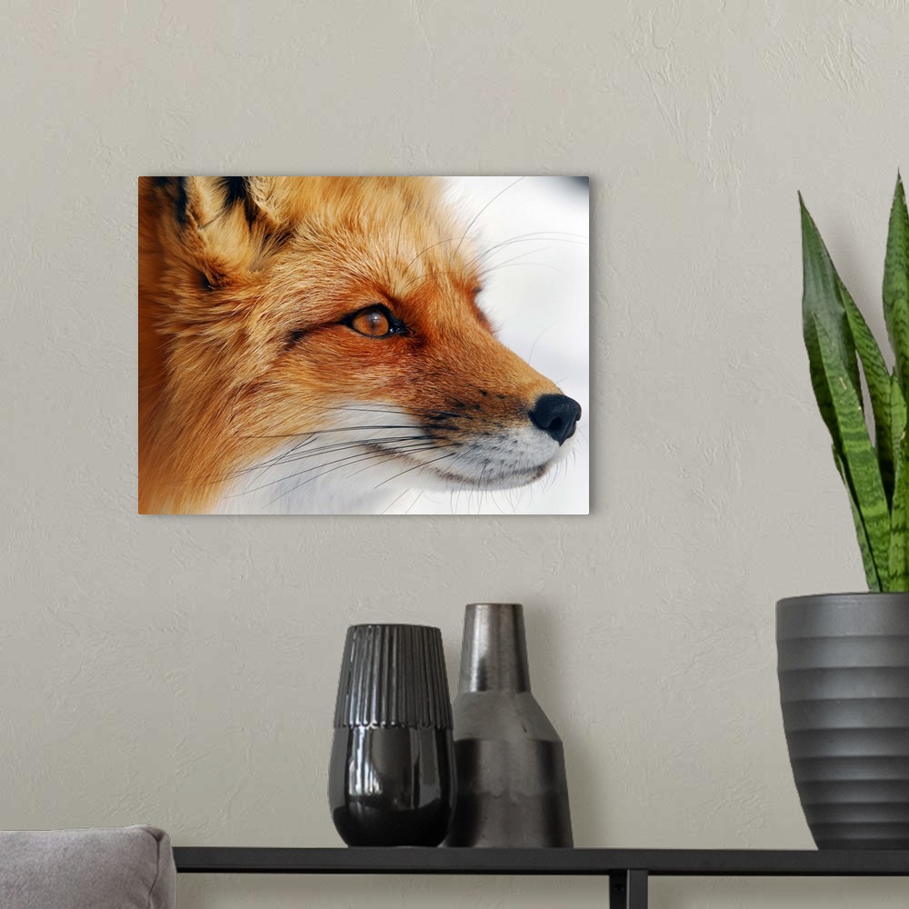 A modern room featuring Close up portrait of a red fox.