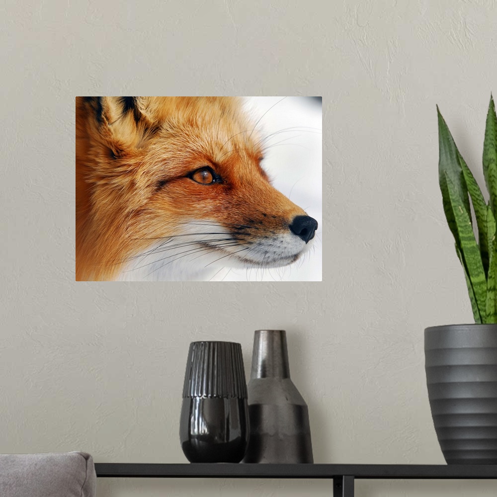 A modern room featuring Close up portrait of a red fox.