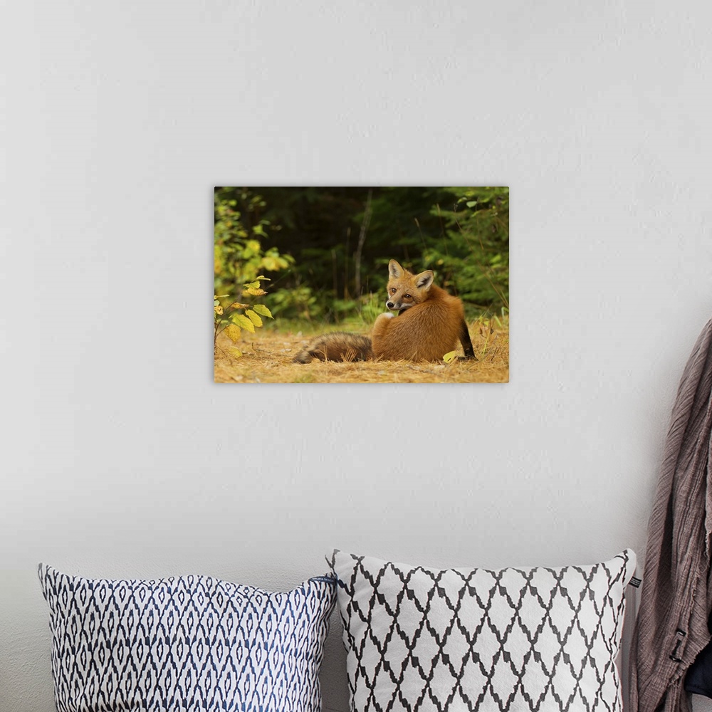 A bohemian room featuring A cute red fox peering over its shoulder.