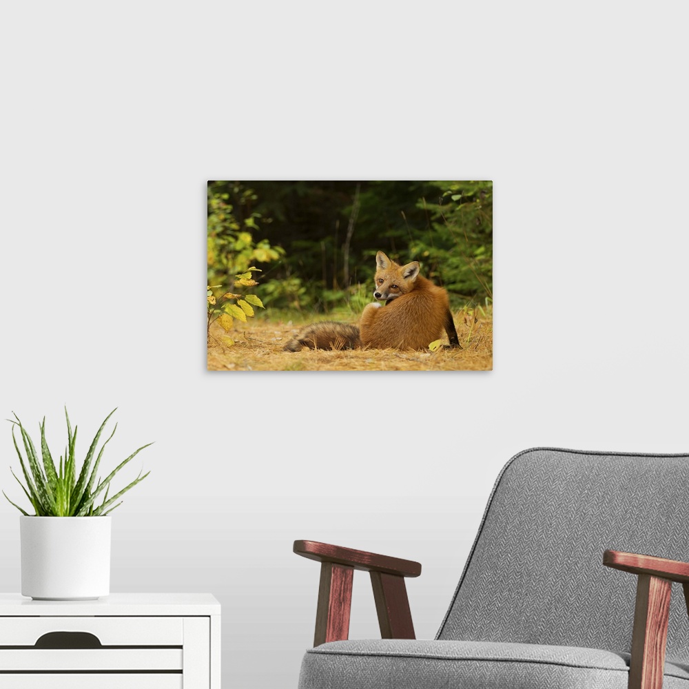 A modern room featuring A cute red fox peering over its shoulder.