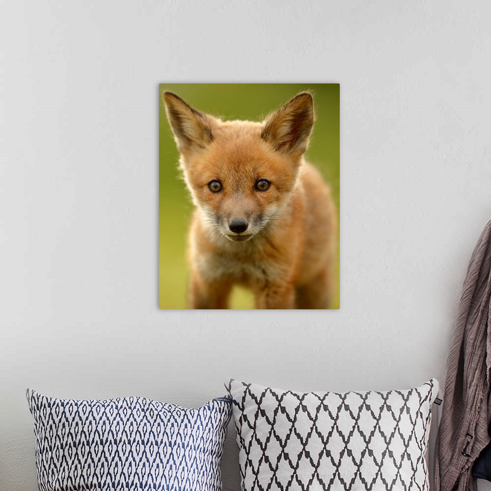 A bohemian room featuring Red Fox Cub