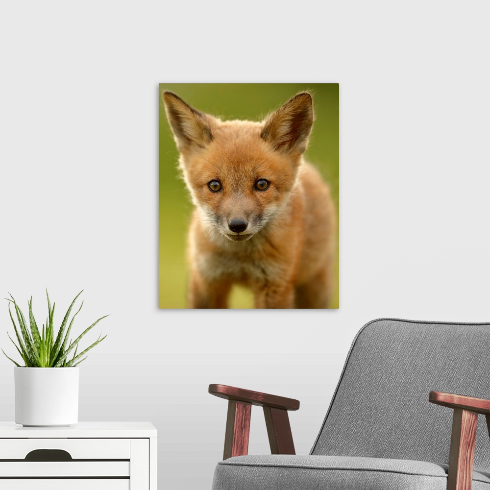 A modern room featuring Red Fox Cub