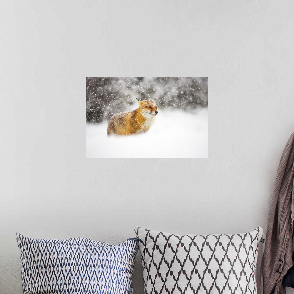 A bohemian room featuring Red Fox In A Heavy Snowstorm