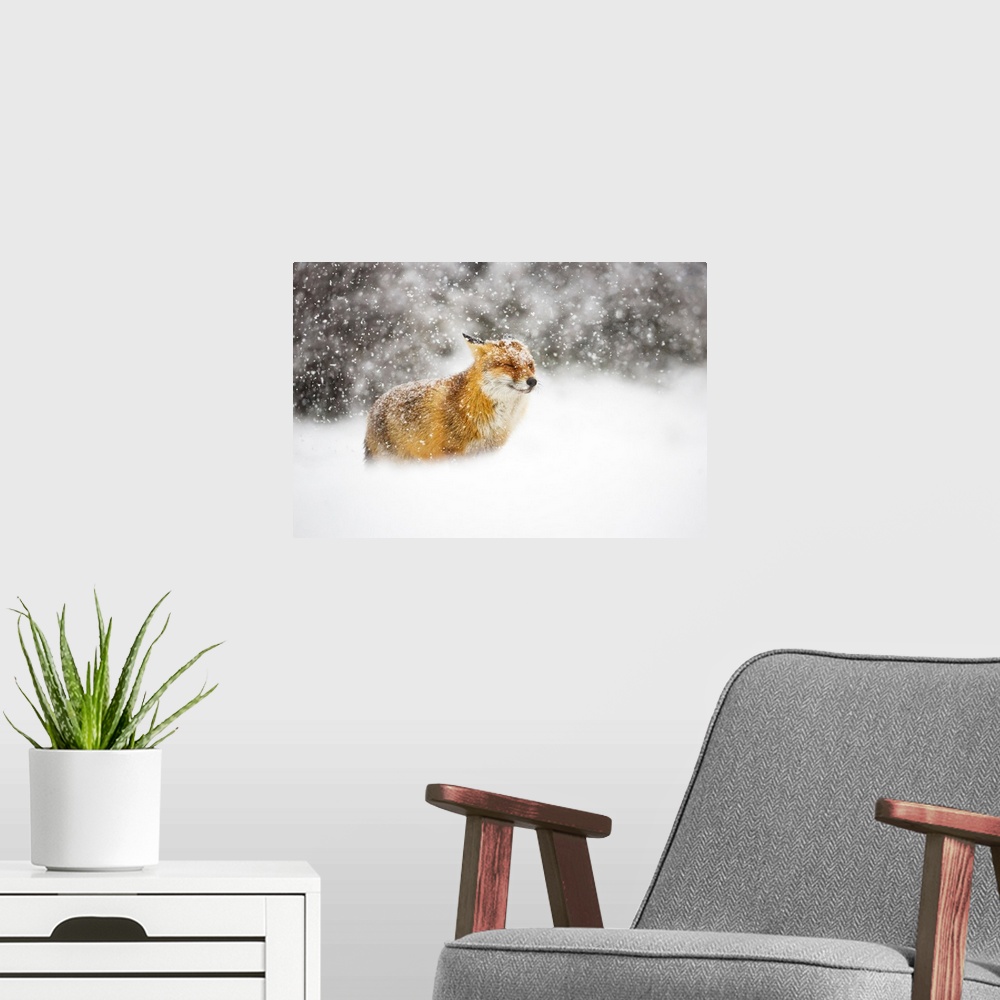 A modern room featuring Red Fox In A Heavy Snowstorm