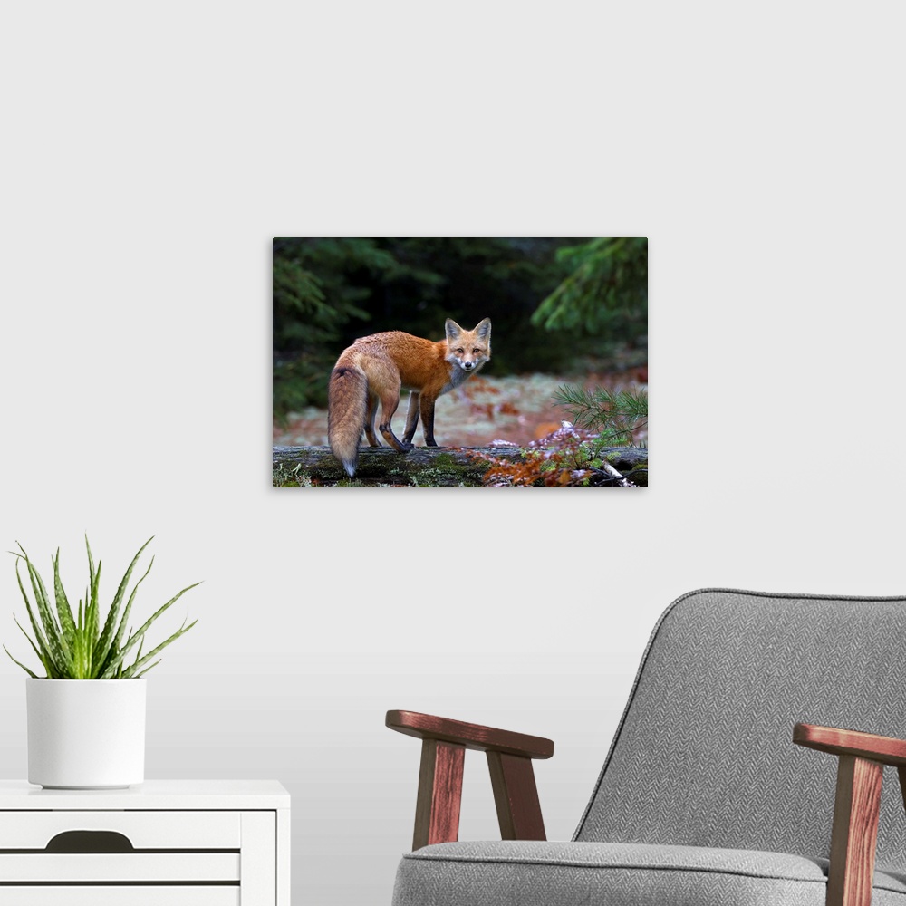 A modern room featuring Red Fox In Algonquin Park